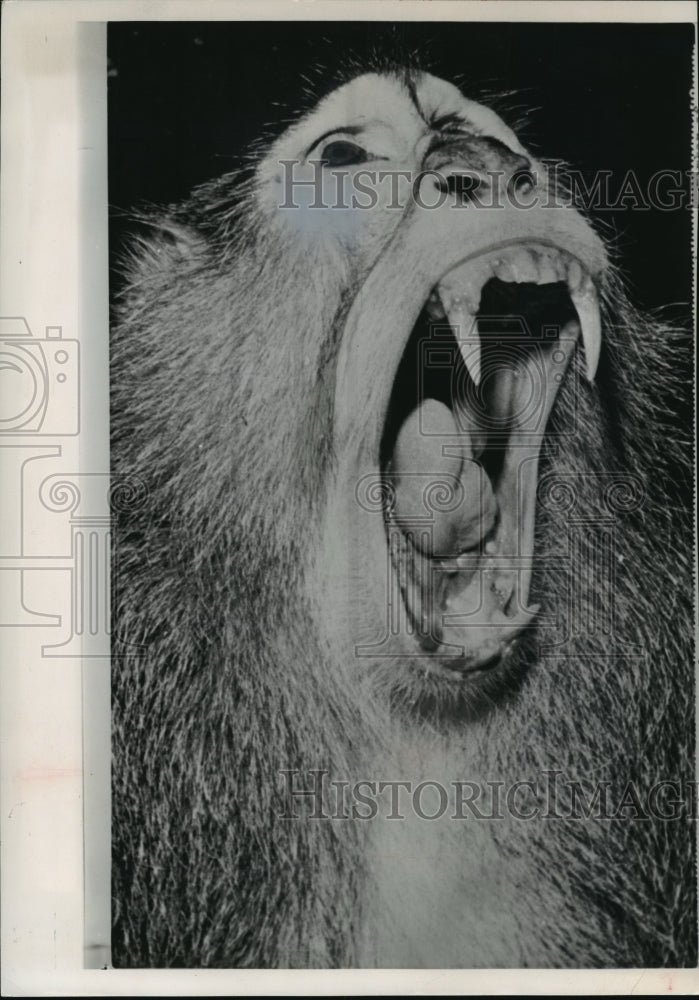 1964 Press Photo Long Fanged Patas Moneky at Indianapolis Zoo - Historic Images