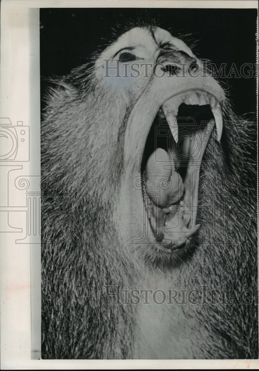 1964 Press Photo Long Fanged Patas Moneky at Indianapolis Zoo - Historic Images
