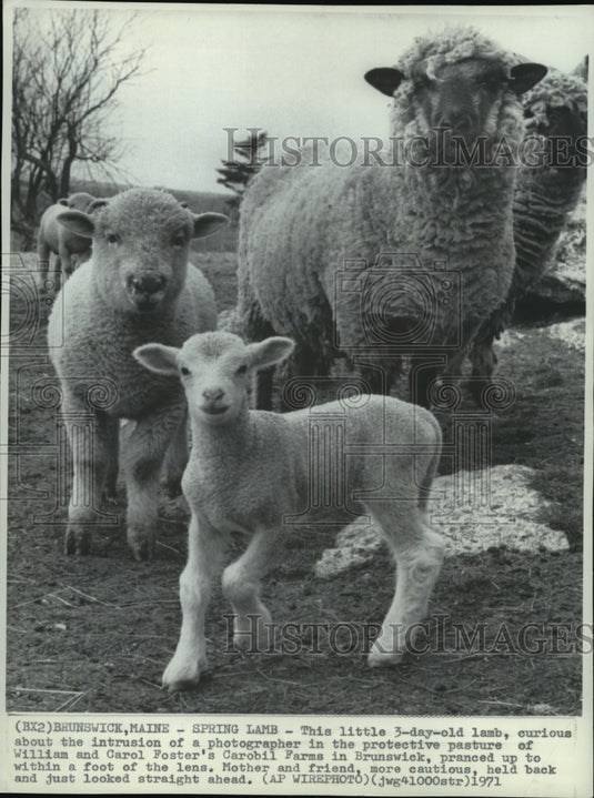 1971 Press Photo Baby Lamb & Mother at William & Carol Foster's Carobil Farm - Historic Images