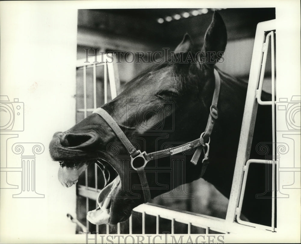 Press Photo Abercrombie-trot horse. - cvb76492- Historic Images