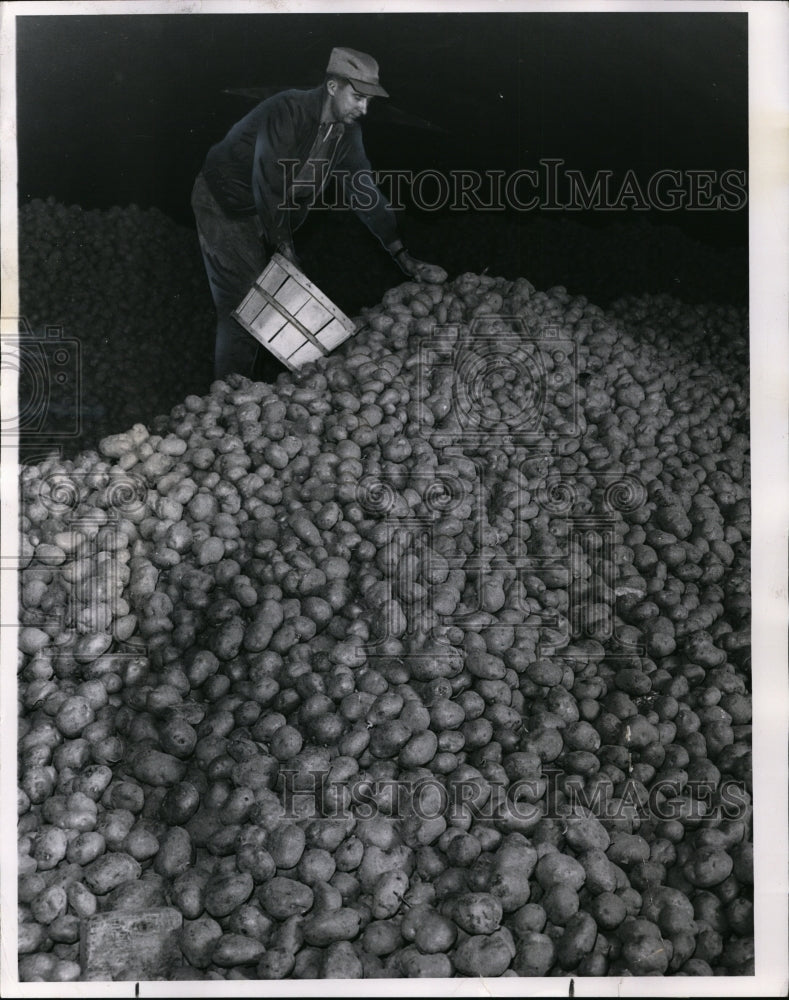 1961 Press Photo The Owen Farm-potatoes - Historic Images