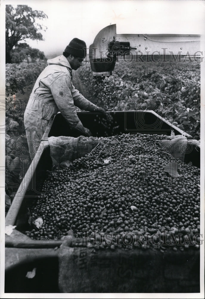 1974 Press Photo A Quicker Picker machine used in grape farm - Historic Images