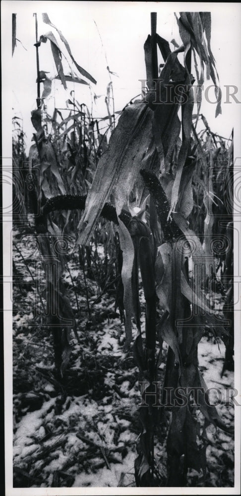 1972 Press Photo Wet season  damaged corn crop too much in Ohio - Historic Images