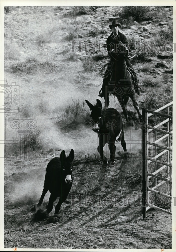 1981 Press Photo Burros - Historic Images