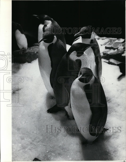 1985 Press Photo Penguins - Historic Images