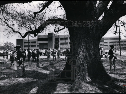 1976 Press Photo Southwest 250 year old Oak tree - Historic Images