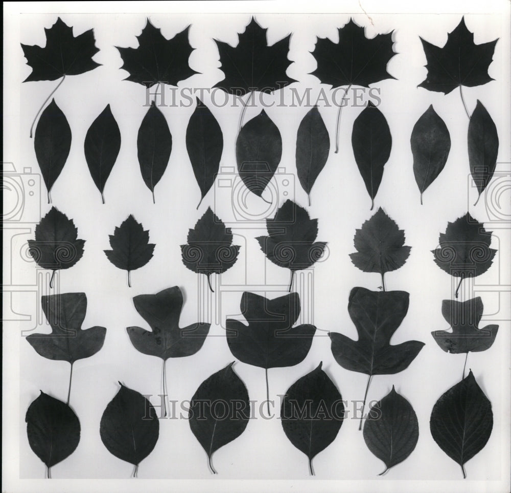 Press Photo Tree leaves: maple, tupelo, haethorn, tuliptree and dogwood - Historic Images