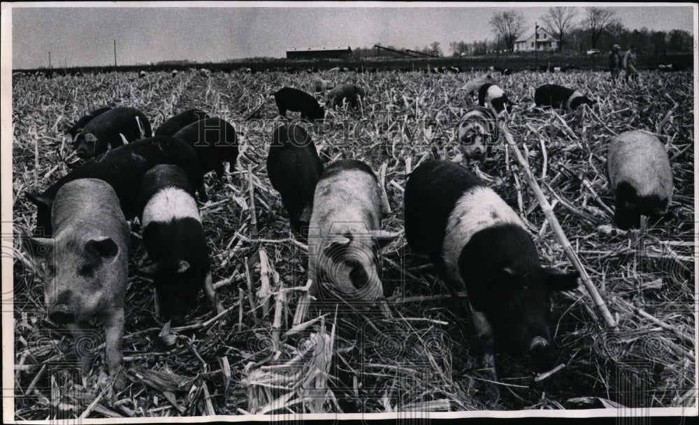 1970 Press Photo Hog Country, two prize crops of Clinton County are hogs, corn - Historic Images