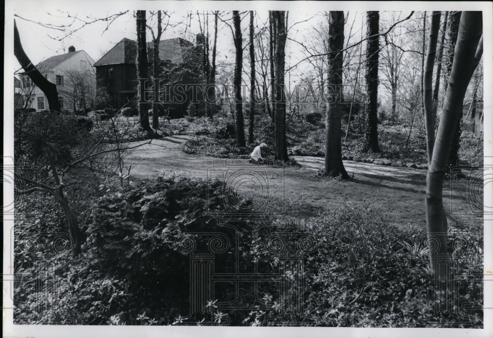 1975 Press Photo Naturalized Gabele Woodland garden - Historic Images