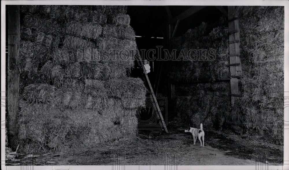 1970 Press Photo Jacob Zimmerly Dairy Farm-Wayne Compnay - Historic Images