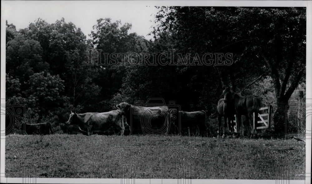 1972 Press Photo Scots Cattle Farm owned by Jack Urban, Peninsula Ohio - Historic Images