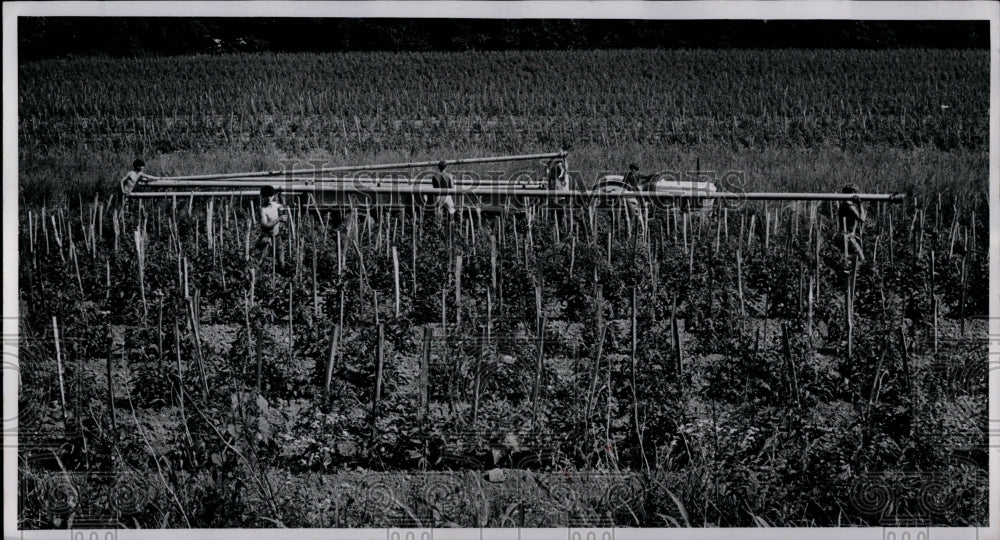 1971 Press Photo Dallas Hill Farm during dry season - Historic Images