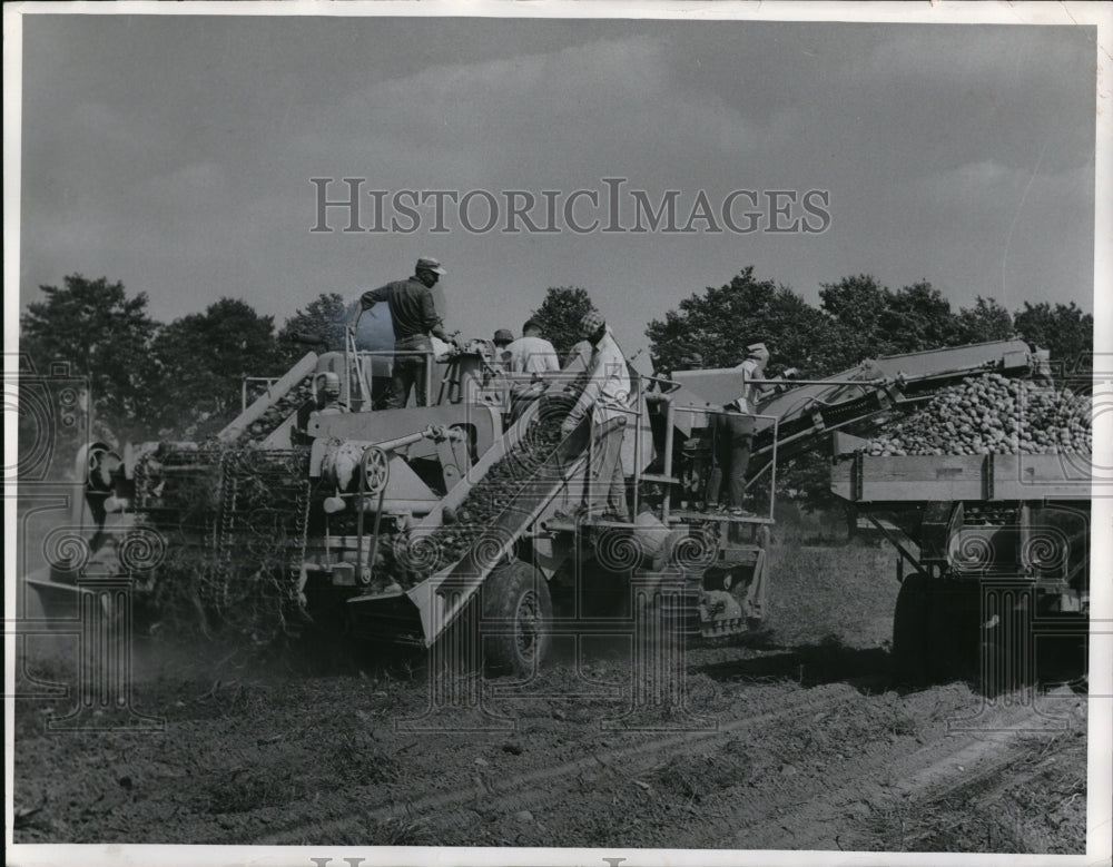 1951 Press Photo Potato Farm during harvest - Historic Images