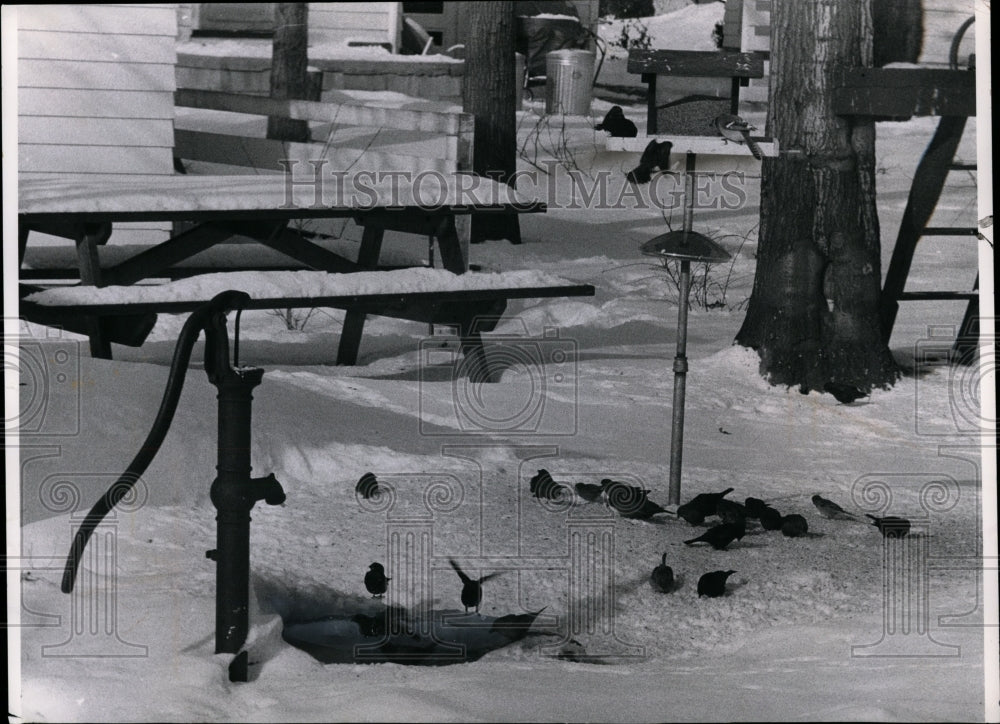 1965 Press Photo Birds at 226 Brookfield Road Avon Lake, home of Mr. George Litc - Historic Images