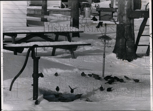 1965 Press Photo Birds at 226 Brookfield Road Avon Lake, home of Mr. George Litc - Historic Images