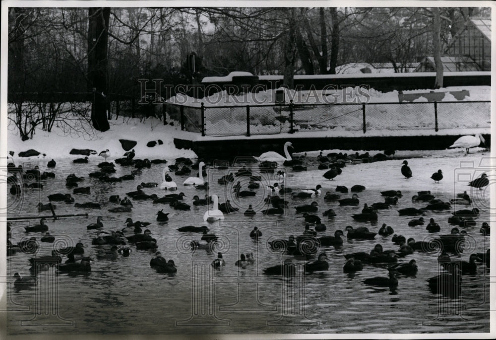 1964 Press Photo Waterfowl Sanctuary-Cleveland Zoo - Historic Images