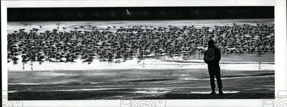 1988 Press Photo Seagulls-frozen inner harbor at E 9th and the Soreway. - Historic Images