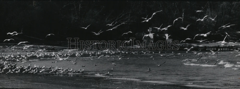 1976 Press Photo Seagulls at the Edgewater Park beach - Historic Images