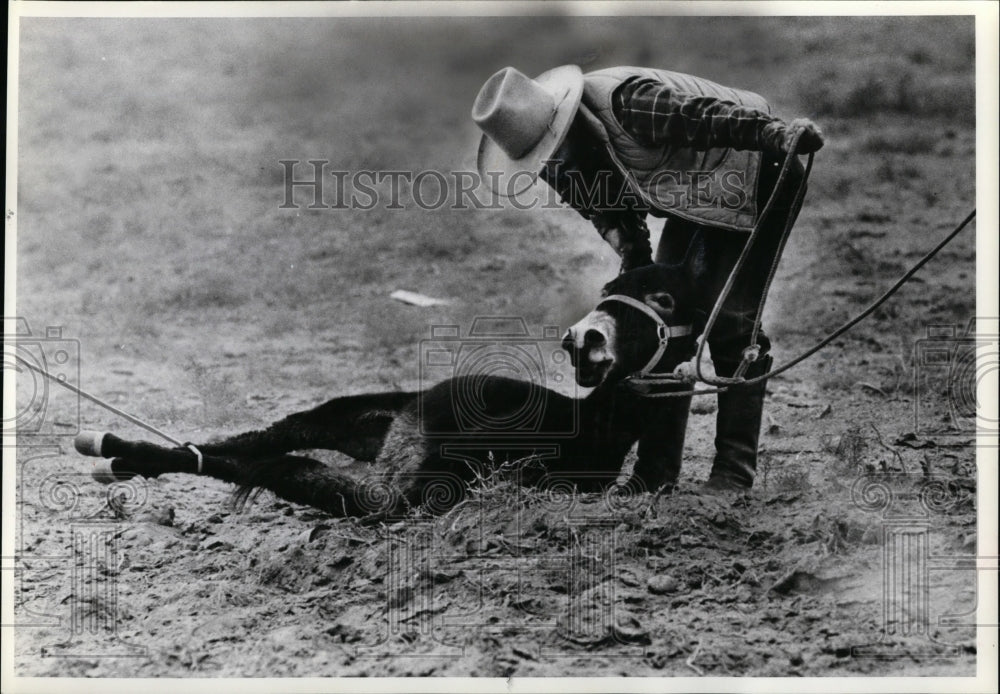 1981 Press Photo Burro with the farmer - Historic Images