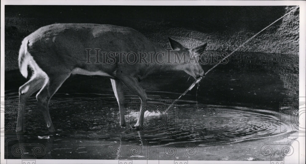 1971 Press Photo Deer drinks from water spray-Brookside Park Zoo - Historic Images