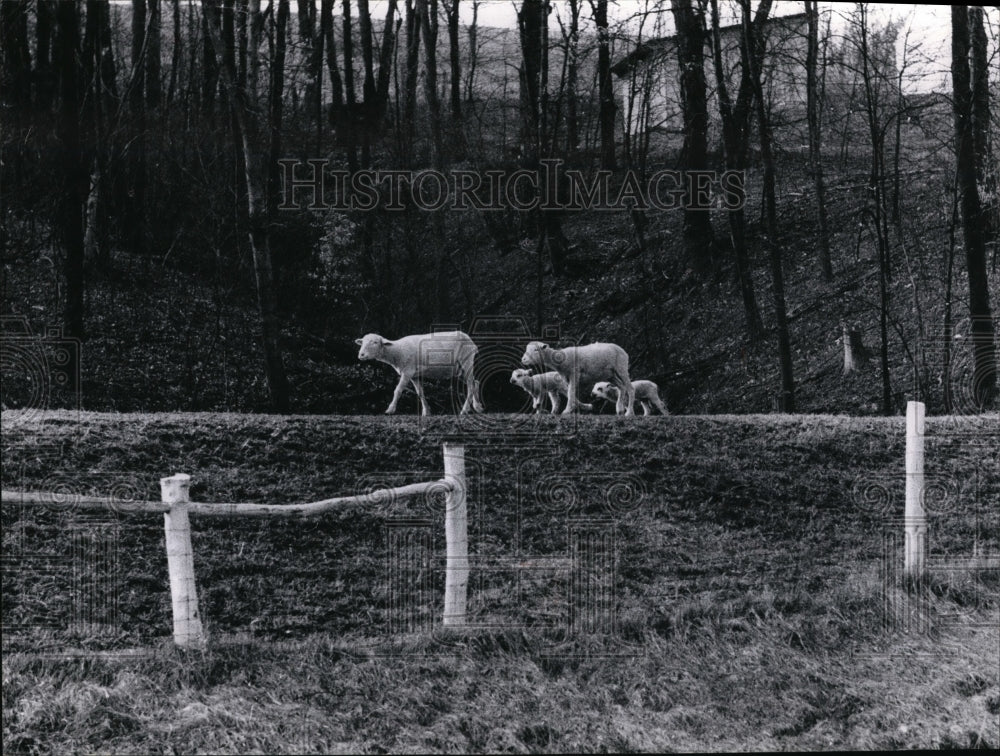 1972 Press Photo Lambs-Spring weather - Historic Images