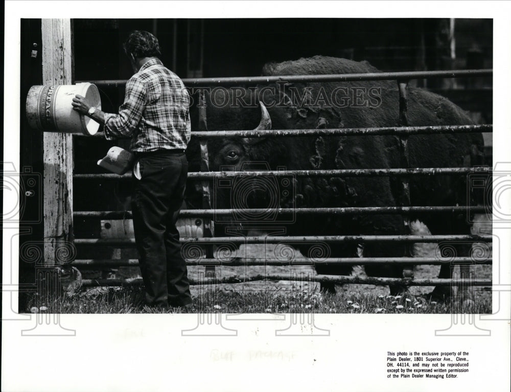 1988 Press Photo William Tocci with the buffalo - Historic Images