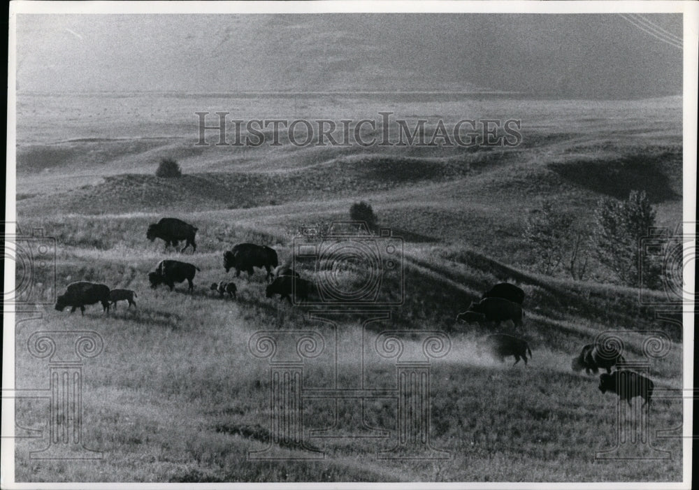 1976 Press Photo Buffalo animals - Historic Images