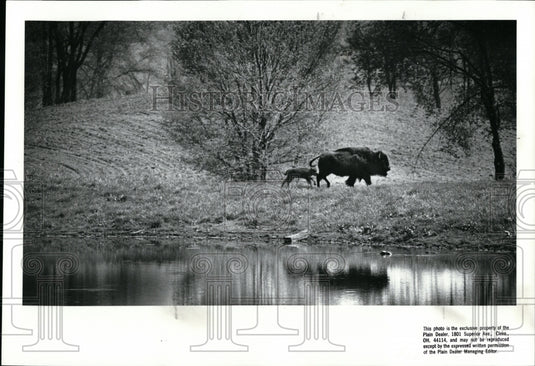 1988 Press Photo A cow and her calf-Ohio woods - Historic Images