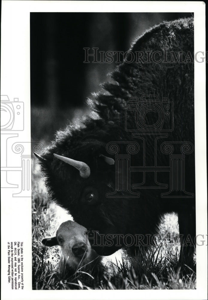 1988 Press Photo Buffalo cow and her calf-William Tocci ranch - Historic Images