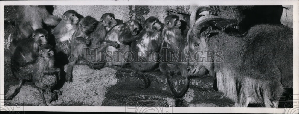 1972 Press Photo Goats and mionkeys-Brookside Park Zoo - Historic Images