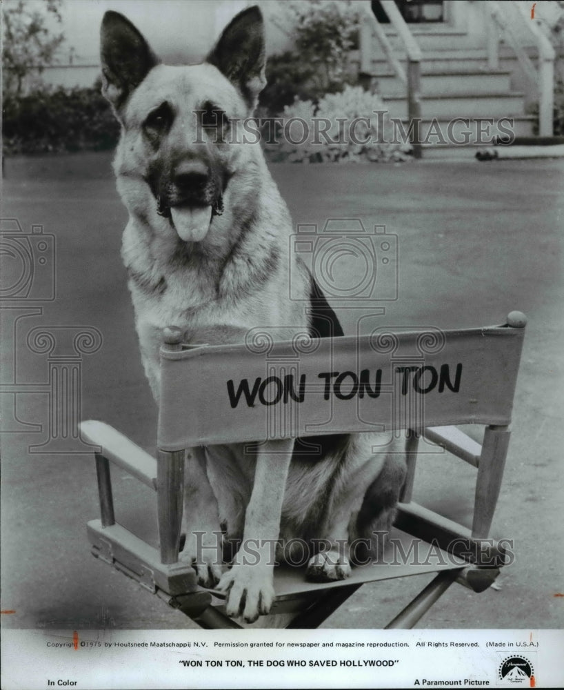 1976 Won Ton Ton, The Dog Who Saved Hollywood  - Historic Images