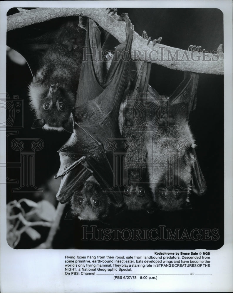 1978 Press Photo Strange Creatures of The Night - cvp35343-Historic Images