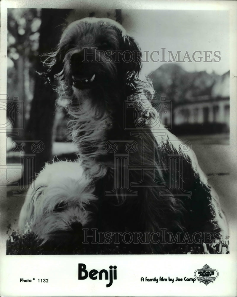 1978 Press Photo Benji - cvp45938 - Historic Images