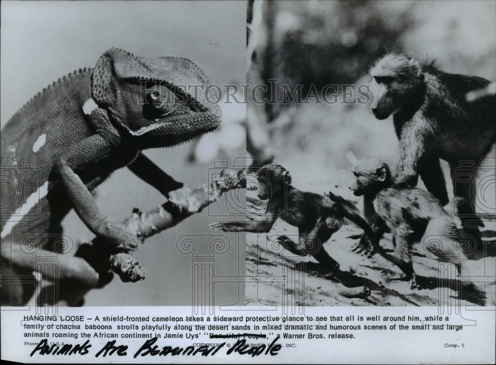 1985, Scene from Animals Are Beautiful People - cvp64863 - Historic Images