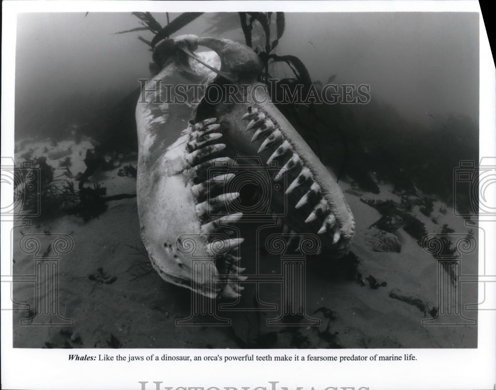 Press Photo Scene from Whales shows jaws of Orca on ocean floor - cvp65870-Historic Images