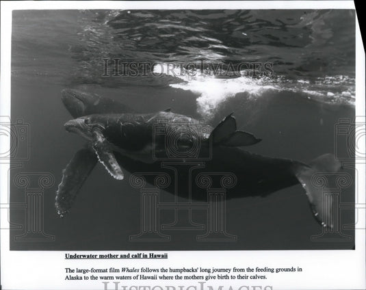 Press Photo Documentary film Whales follows Humpbacks and Calves in Hawaii - Historic Images