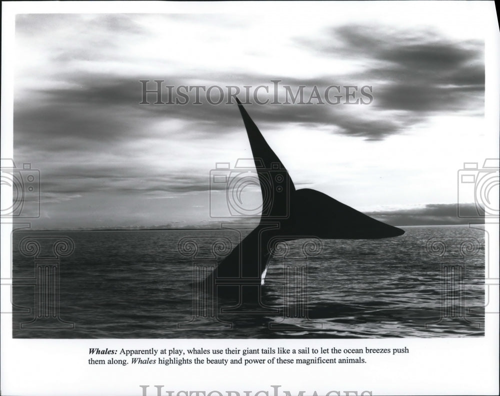 Press Photo Scene from documentary film movie Whales humpback whale - Historic Images