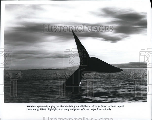 Press Photo Scene from documentary film movie Whales humpback whale ...