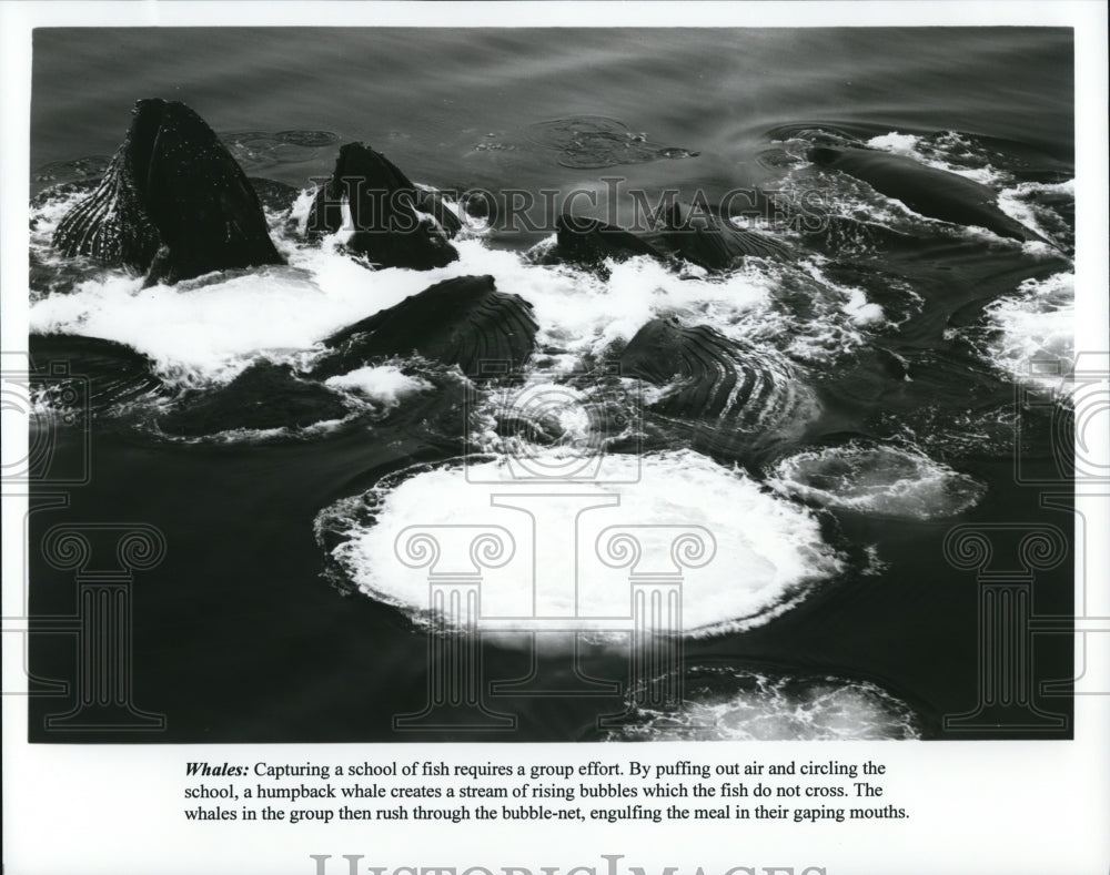 Press Photo Scene from documentary movie Whales shows whales fishing - Historic Images