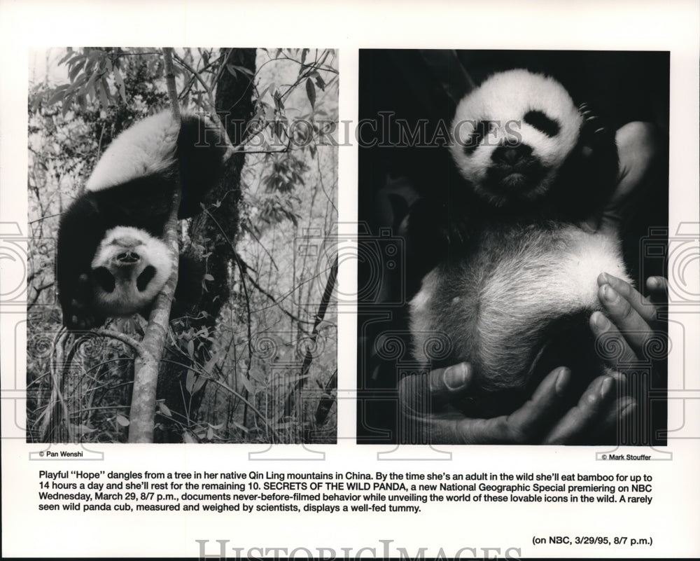 1995, Secrets Of The Wild Panda - cvp72429 - Historic Images