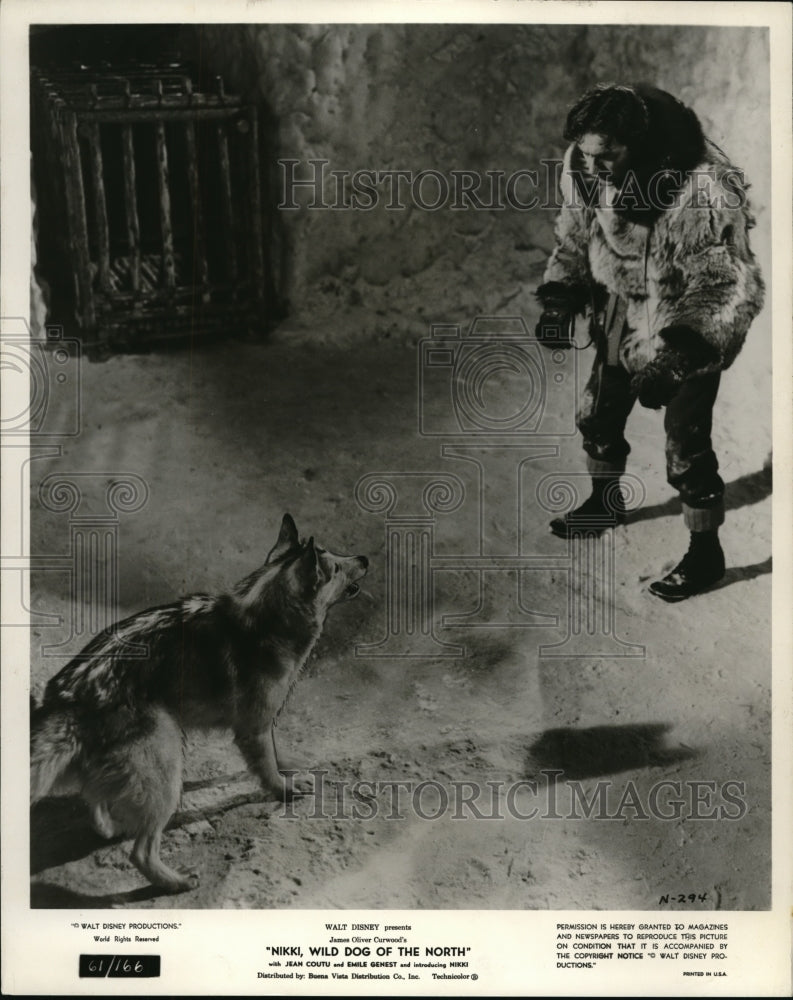 1961 Press Photo Nikki, Wild Dog of the North - Historic Images