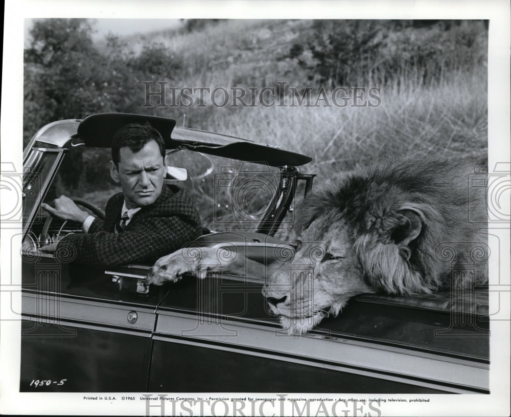 1966 Press Photo Tony Randall &amp; Fluffy in Fluffy - Historic Images