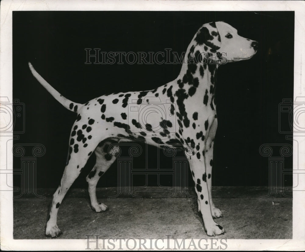 1952 Press Photo Dalmatian Dog - cvp81493 - Historic Images