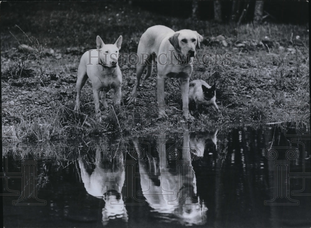 1964 Press Photo A stout-hearted trio leading the movie "The Incredible Journey" - Historic Images