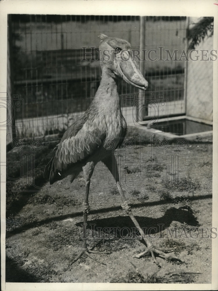 1931 Press Photo The Abu-Markoub bird from the broiling secition of Sudan - Historic Images