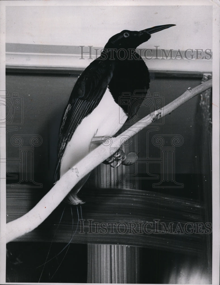 1953 Press Photo 12-wired Bird of Paradise, Cleveland Zoo - cvp81834 - Historic Images