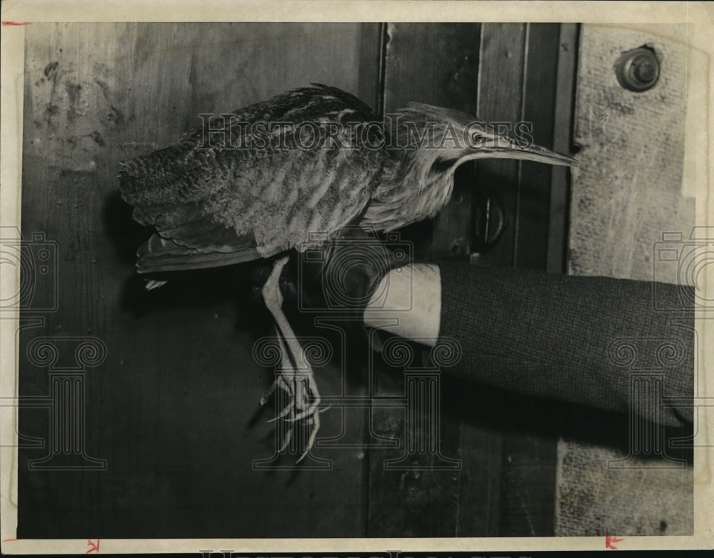 1937 Press Photo An American bittern found in yard by R. H. Gove - cvp82128-Historic Images