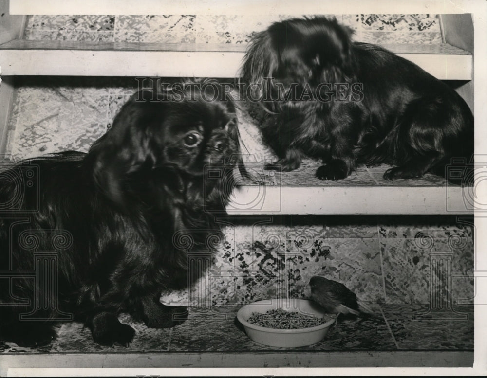 1940 Press Photo Canary owned by Mrs. Mary Z. Reveaux, 3801 Monte Vosta, C.H. - Historic Images