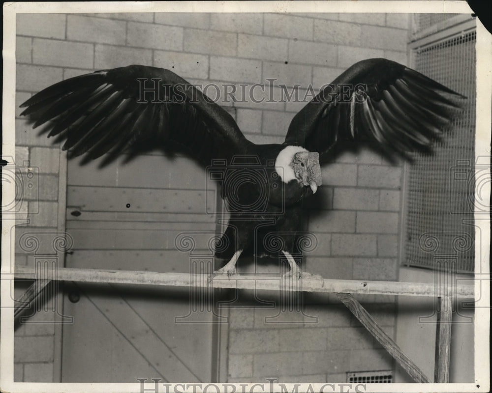 1931, Andean Condor is one of the largest attraction at St Louis Zoo - Historic Images