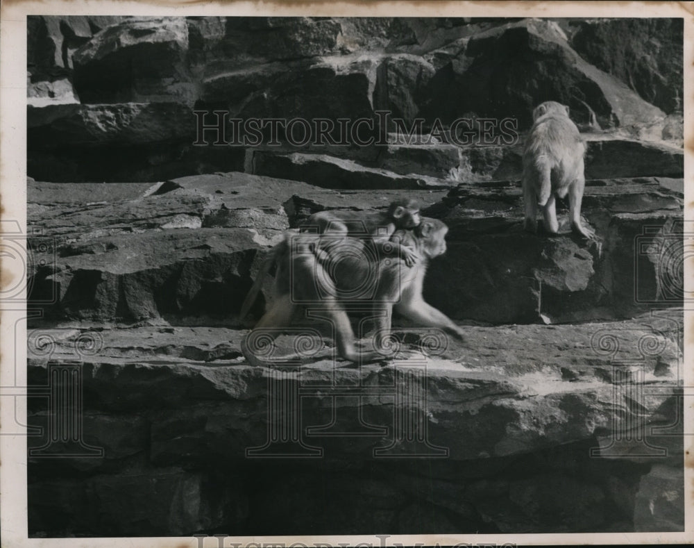 1952 Press Photo Monkeys At Zoo - cvp82319- Historic Images